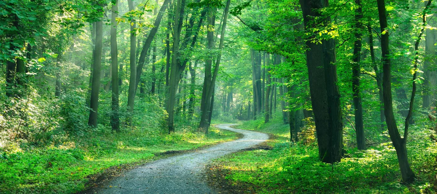 Forest trail at Venus Skky City